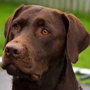 Meet your Posher, Bella boo